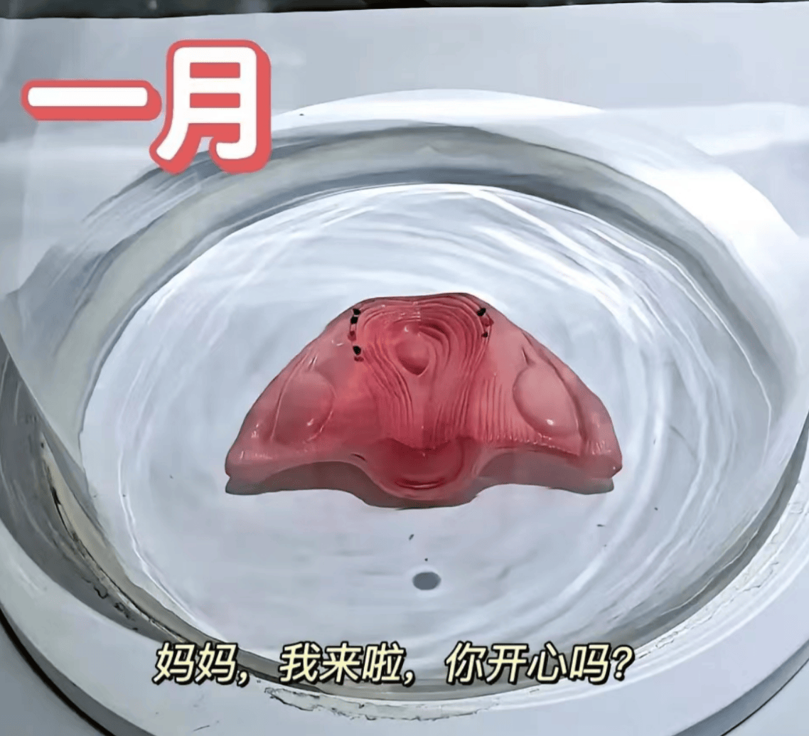胎儿1到10个月的发育过程图,更加真实的感受胎儿的成长变化