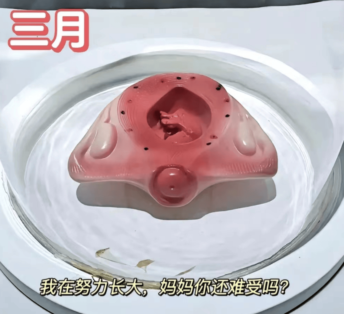 胎儿1到10个月的发育过程图,更加真实的感受胎儿的成长变化