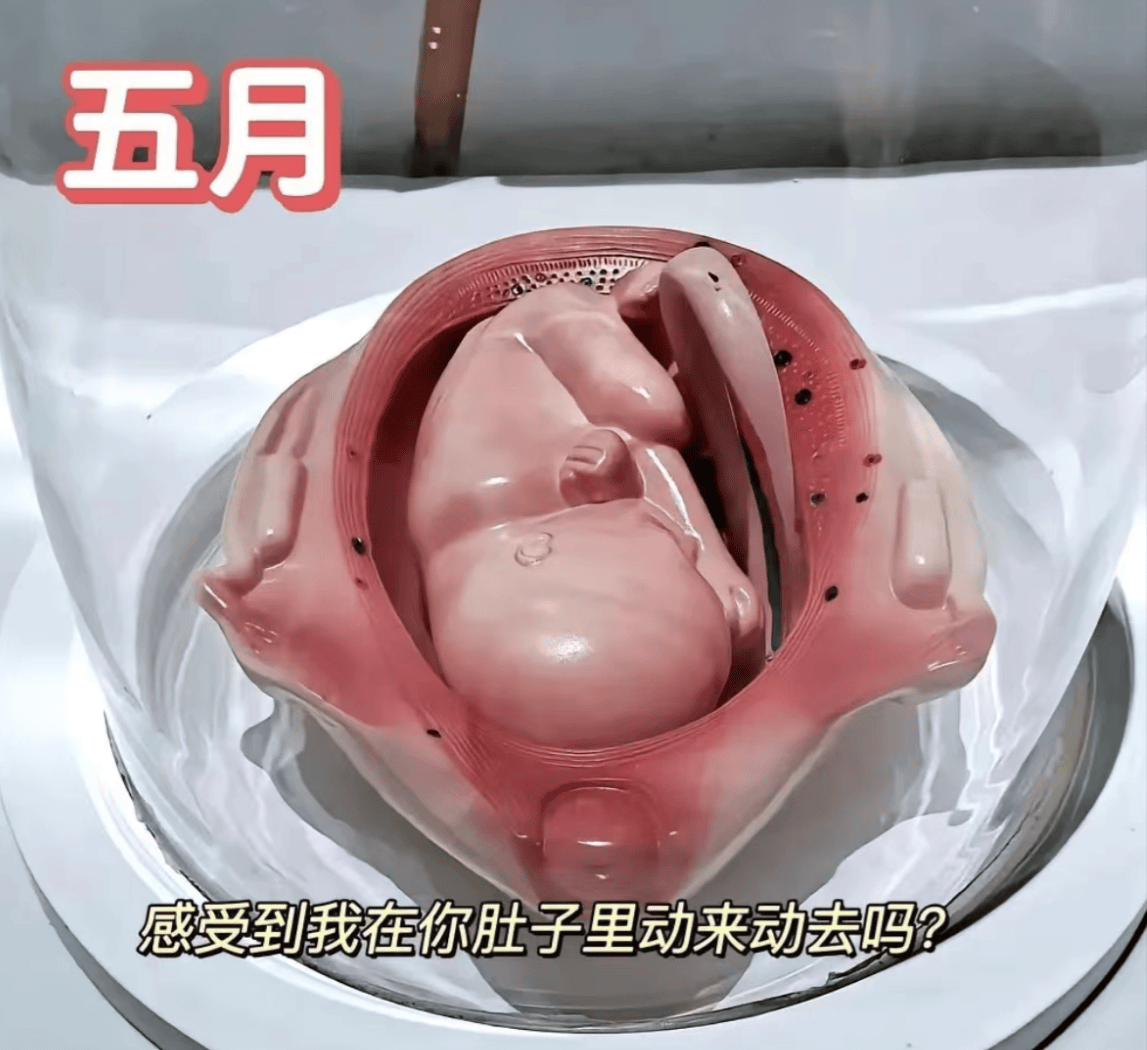 胎儿1到10个月的发育过程图,更加真实的感受胎儿的成长变化