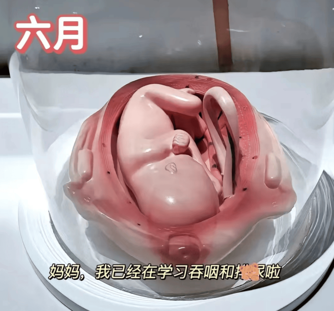 胎儿1到10个月的发育过程图,更加真实的感受胎儿的成长变化