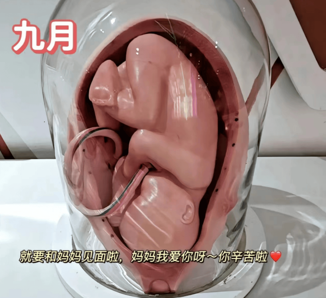 胎儿1到10个月的发育过程图,更加真实的感受胎儿的成长变化
