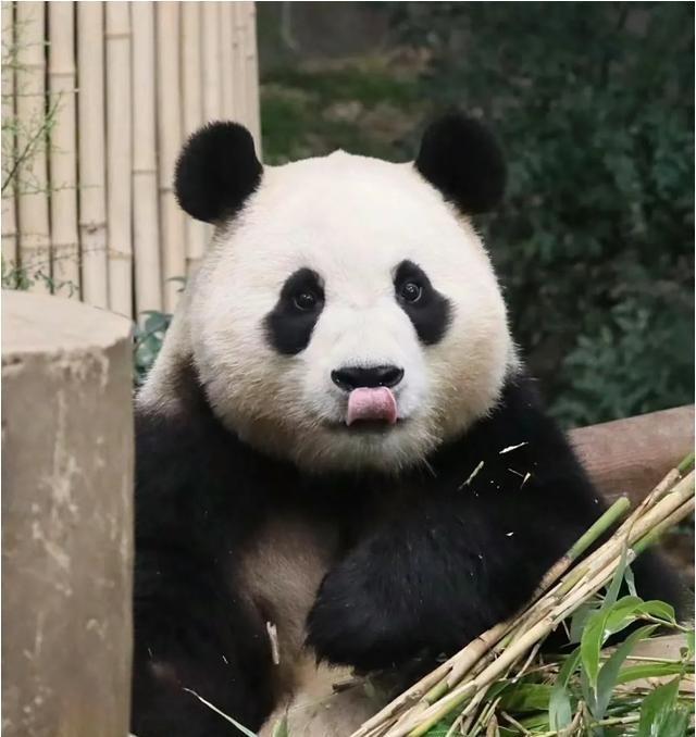 欢迎福宝回家！韩国下雨送别福宝，一路民众哭声一片