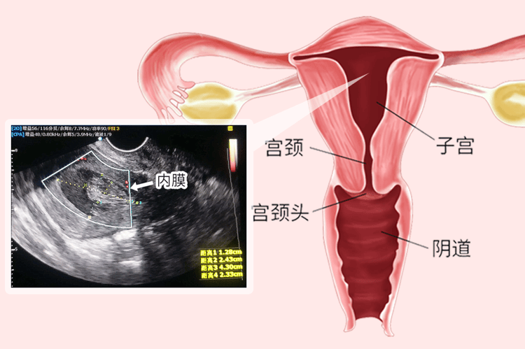 45绝经和54绝经哪个衰老的早(绝经的对女性有哪些好处)