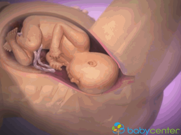 小宝宝是怎么从妈妈肚子里生出来的？一组动图揭晓奥秘