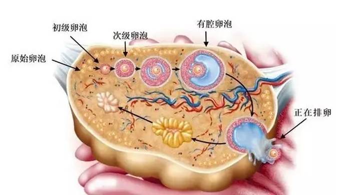什么人需要促排卵(促排有没有危害)