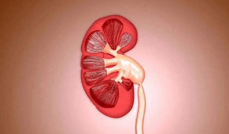 胎儿肾盂分离有必要做羊水穿刺吗(胎儿肾盂分离是畸形吗)