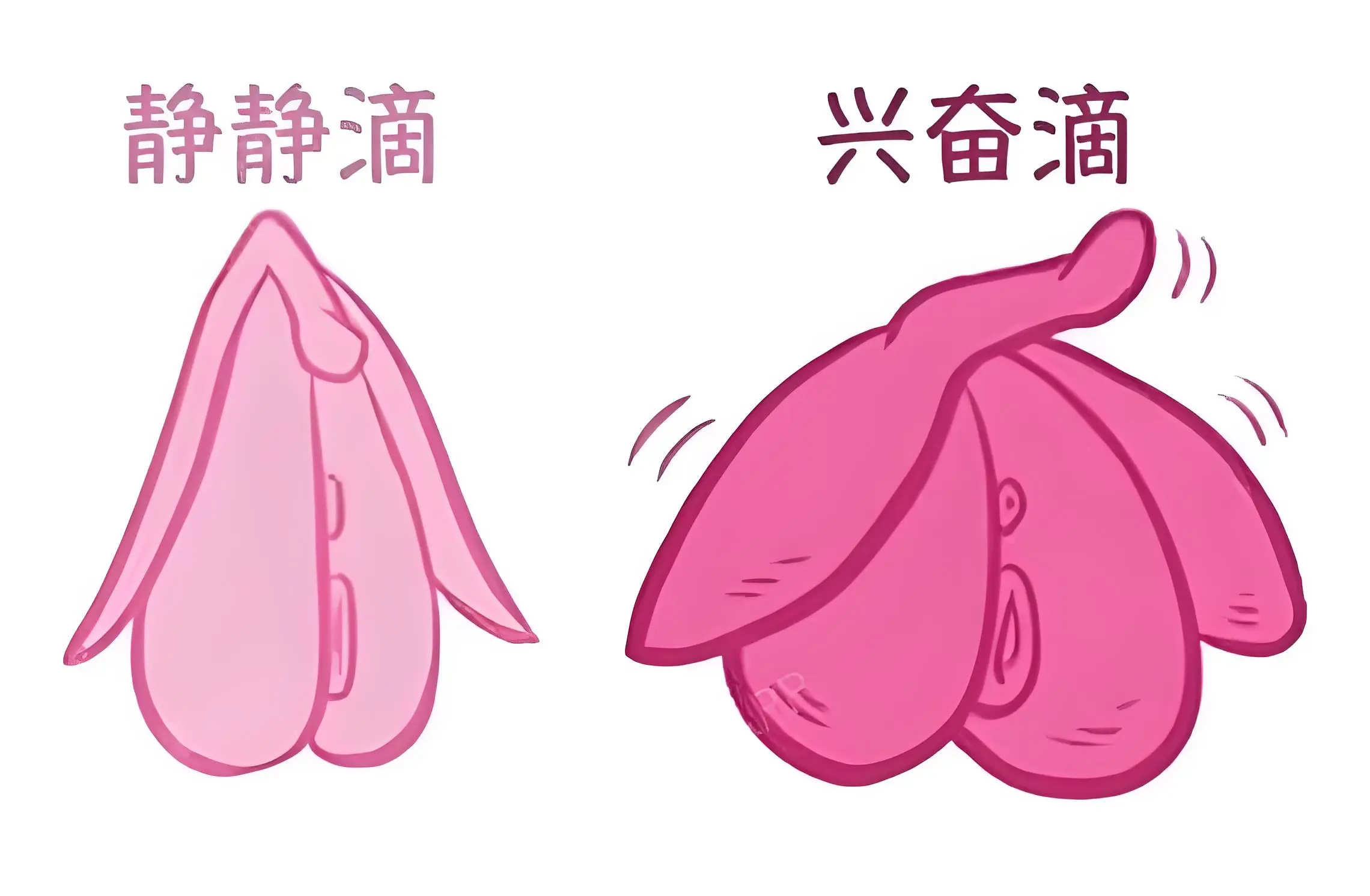 女性的小豆豆在哪个位置？怎么揉才能舒服愉悦？