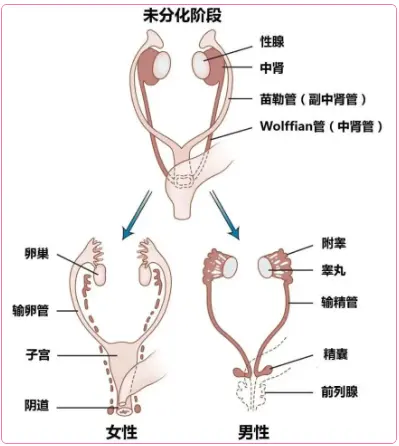 为什么男生阴囊中间有一条线？