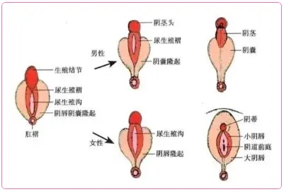 为什么男生阴囊中间有一条线？