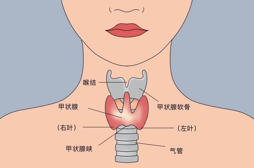 怀孕前为什么要检查甲状腺？