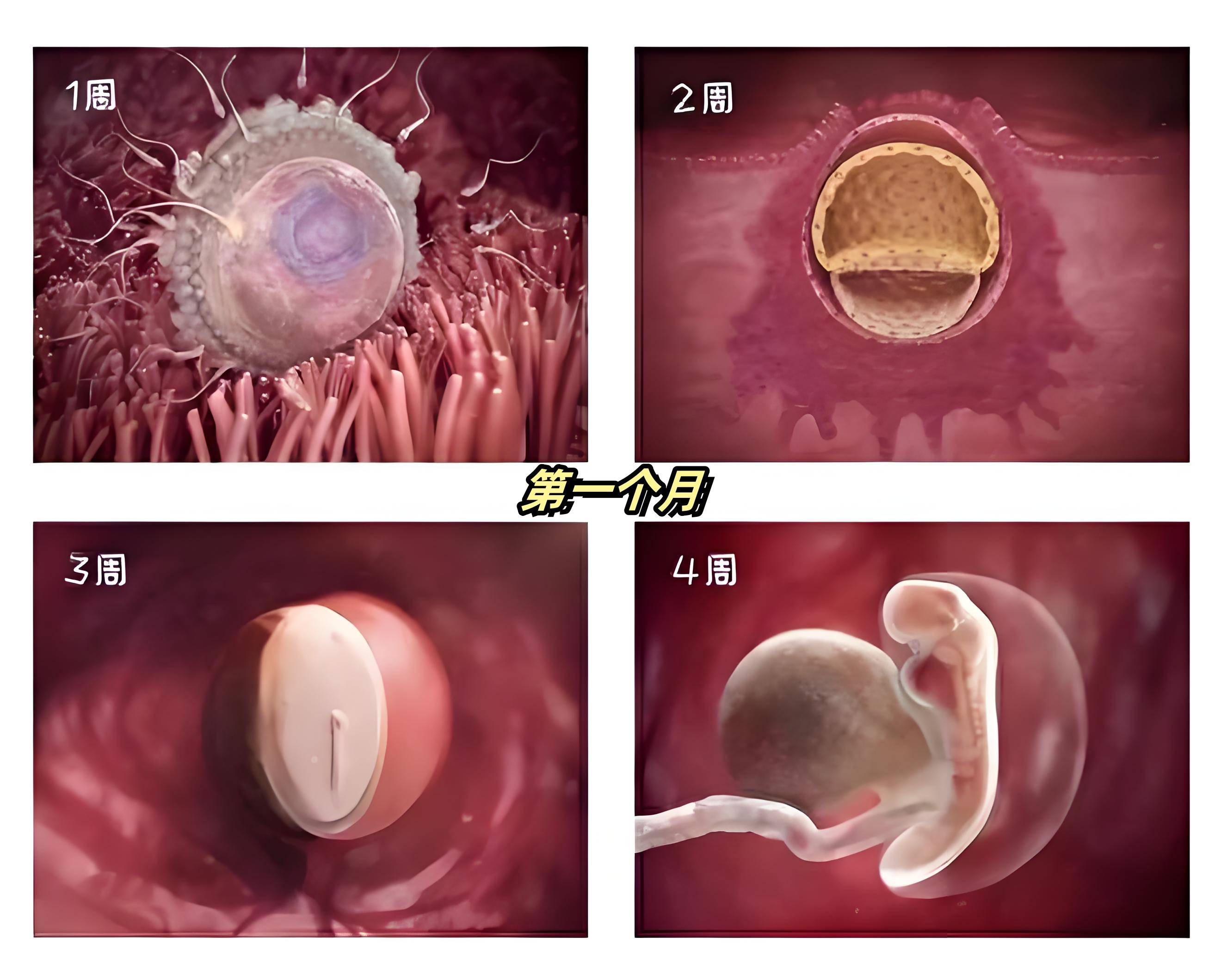 孕妇十月怀胎变化过程,看完心都化啦!