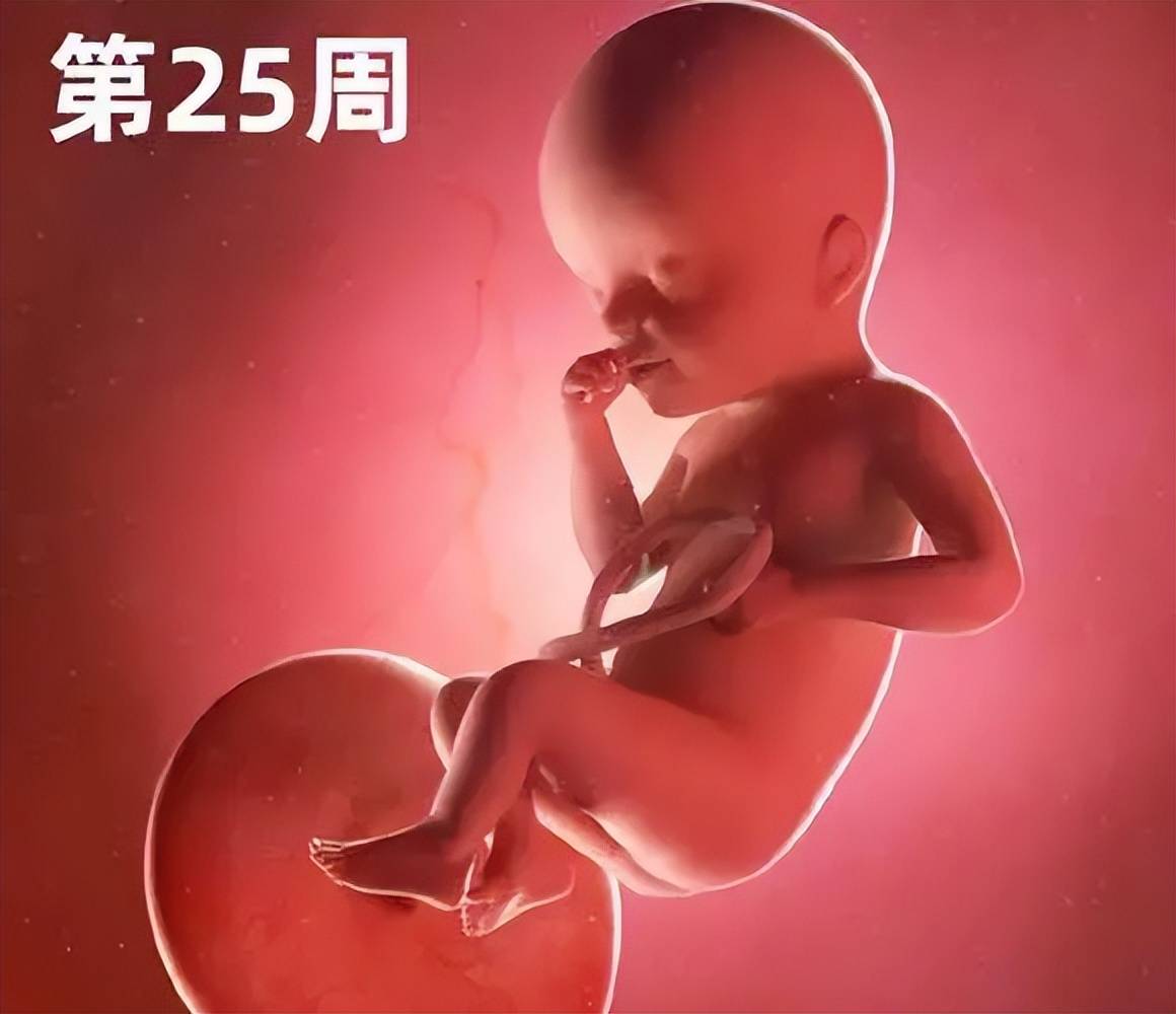 一张医学模型图告诉你：胎宝宝在妈妈的肚子里面是如何成长的