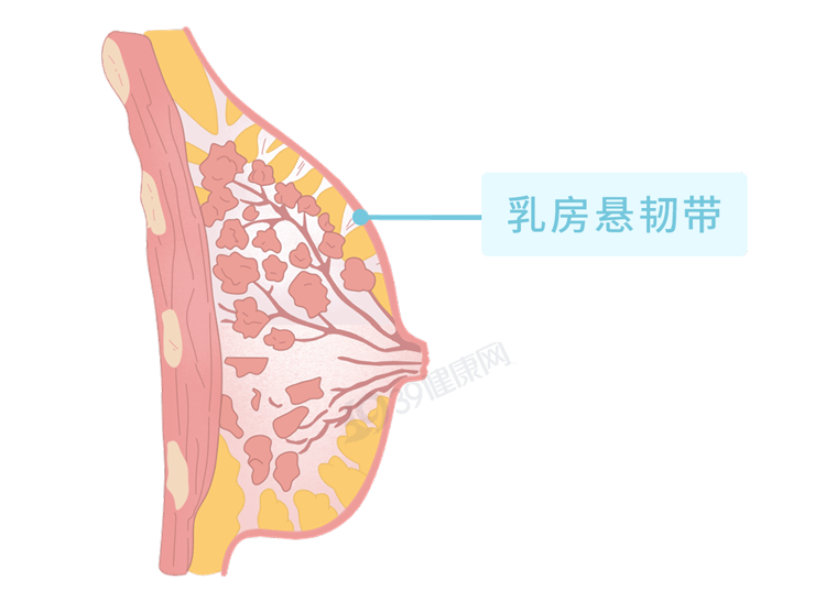 乳房有时软绵绵有时又很硬怎么回事？出现这5种异常，可能是癌变信号