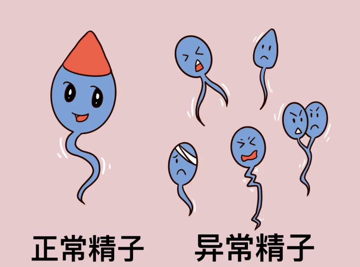 精子进入女性体内后没受精去哪儿了？