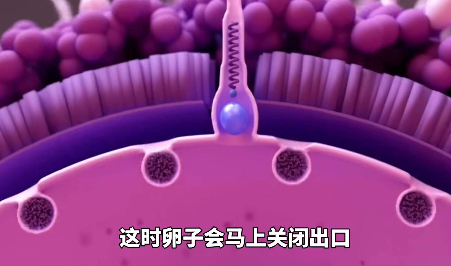 精子进入女性体内后没受精去哪儿了？