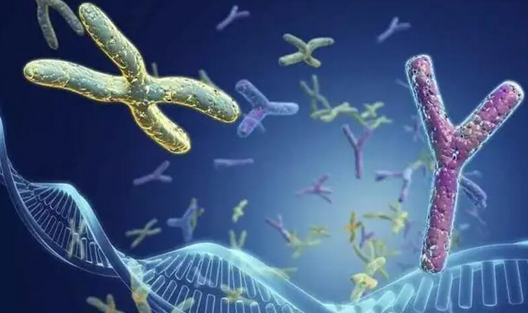 男人的精子什么时候最活跃(哪个月份y精子比较活跃)