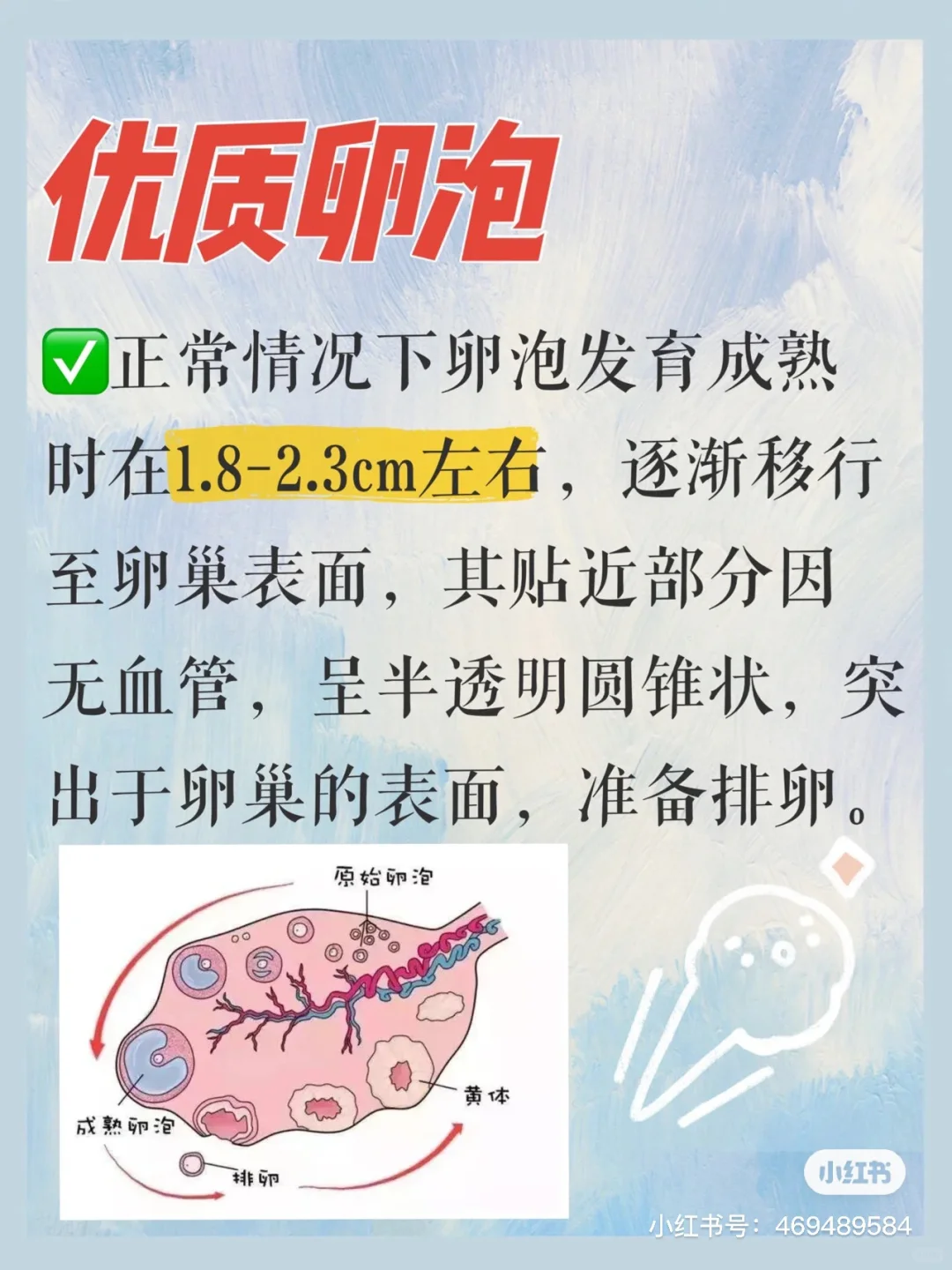 备孕卵泡怎么养？把卵泡养得又大又圆迎好孕