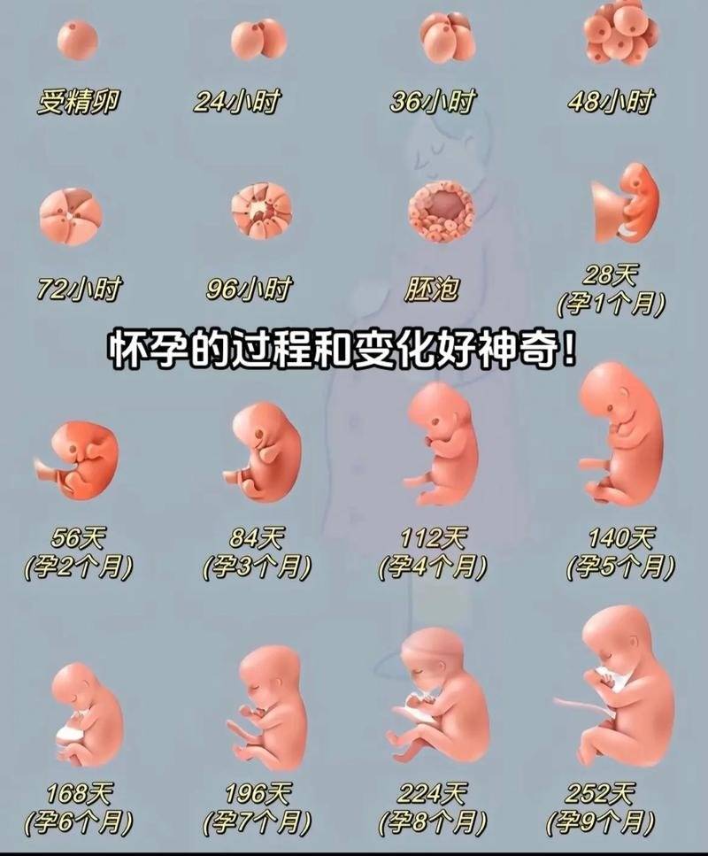 孕妈疑问:为什么有的人孕吐严重,有的人没反应？