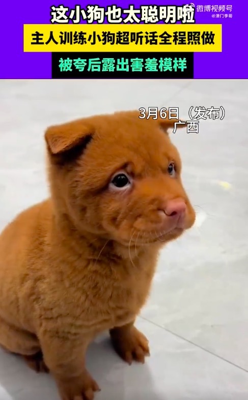 小狗超听话 被夸后露出害羞模样!小表情也太可爱了