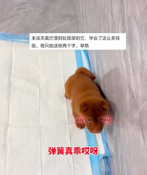 小狗超听话 被夸后露出害羞模样!小表情也太可爱了