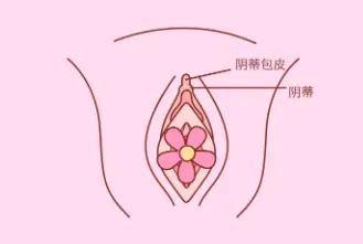 女人的下部长什么么样？