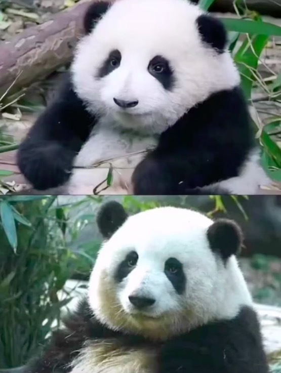 花花等比例长大的证据 从小到大没区别只是大了一圈