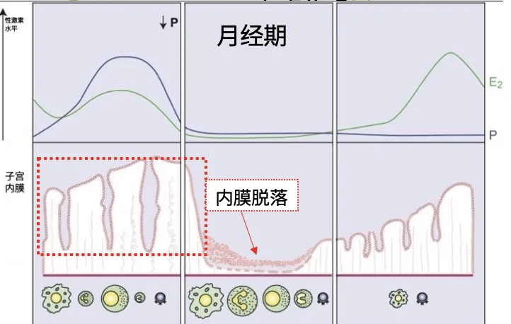 月经3天干净和7天干净哪个好？
