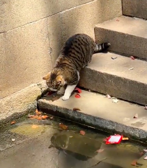 西园寺的小猫好可爱！被网友誉为"大型猫咖"