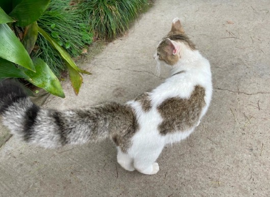 西园寺的小猫好可爱！被网友誉为"大型猫咖"