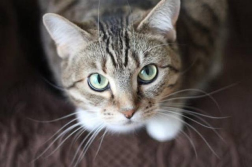 属鼠的人可以养猫吗