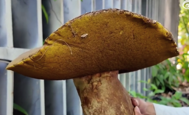 男子发现脸盆大小野生牛肝菌 云南为何常见超大野生菌