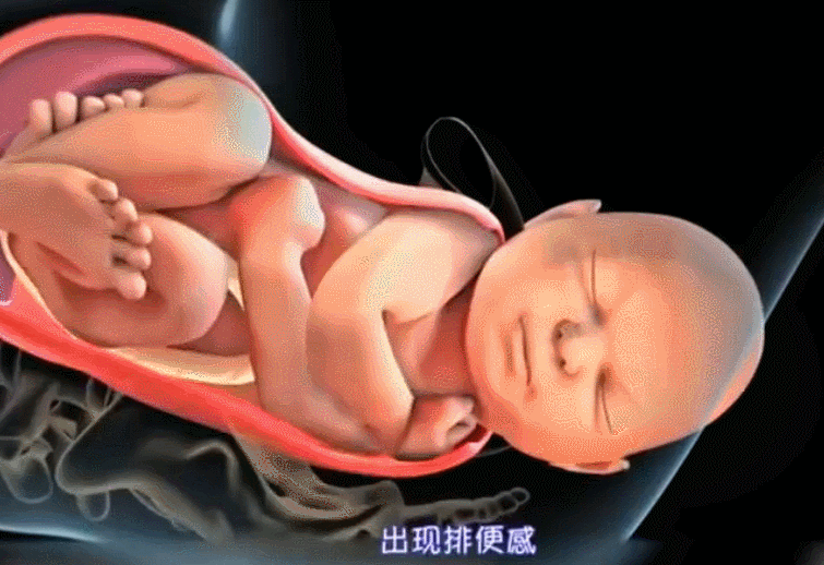 3D图还原顺产的三个产程,第三阶段让妈妈集体破防