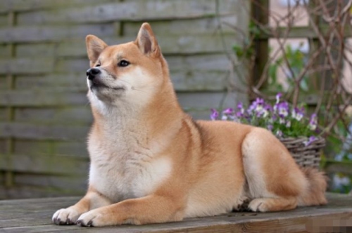 狗年出生几月命最好