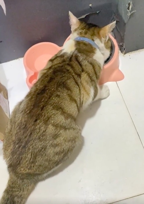 刚印完寻猫启事猫自己回来了 干饭干到差点说出人话来