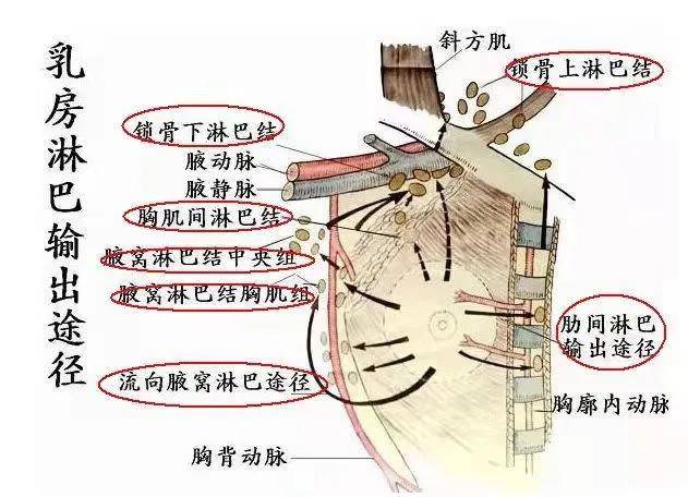 内衣穿的不合适导致哪些后果？原来80%的女性都穿错了....