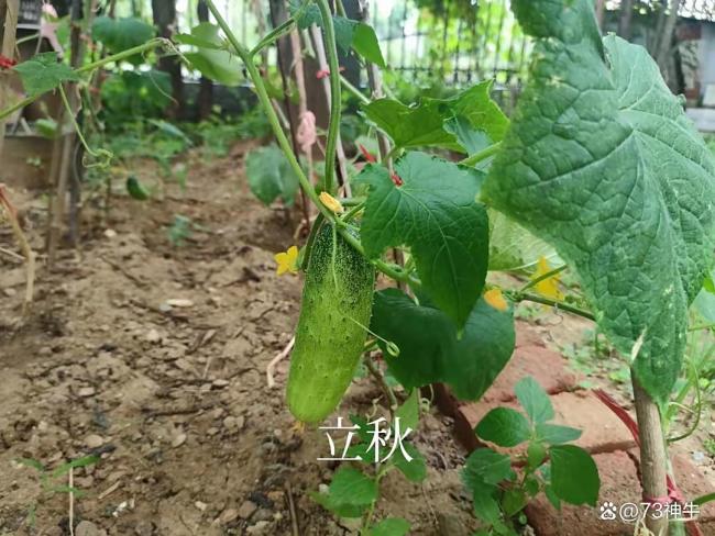 明日立秋：记得4事不做，3物常吃