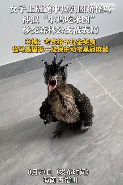 女子捡到保护动物黑冠麻鹭 怒目圆睁，频频凶人，丑萌丑萌的！