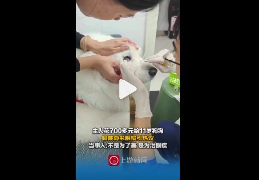 主人花700多元给狗狗戴隐形眼镜 当事人：不是为了美，是为治眼疾