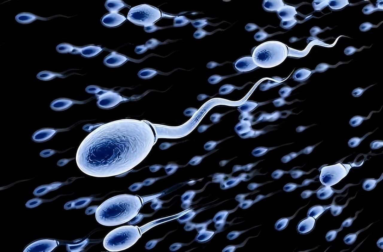 进入体内后,没能和卵子结合成功的上亿精子去哪了?