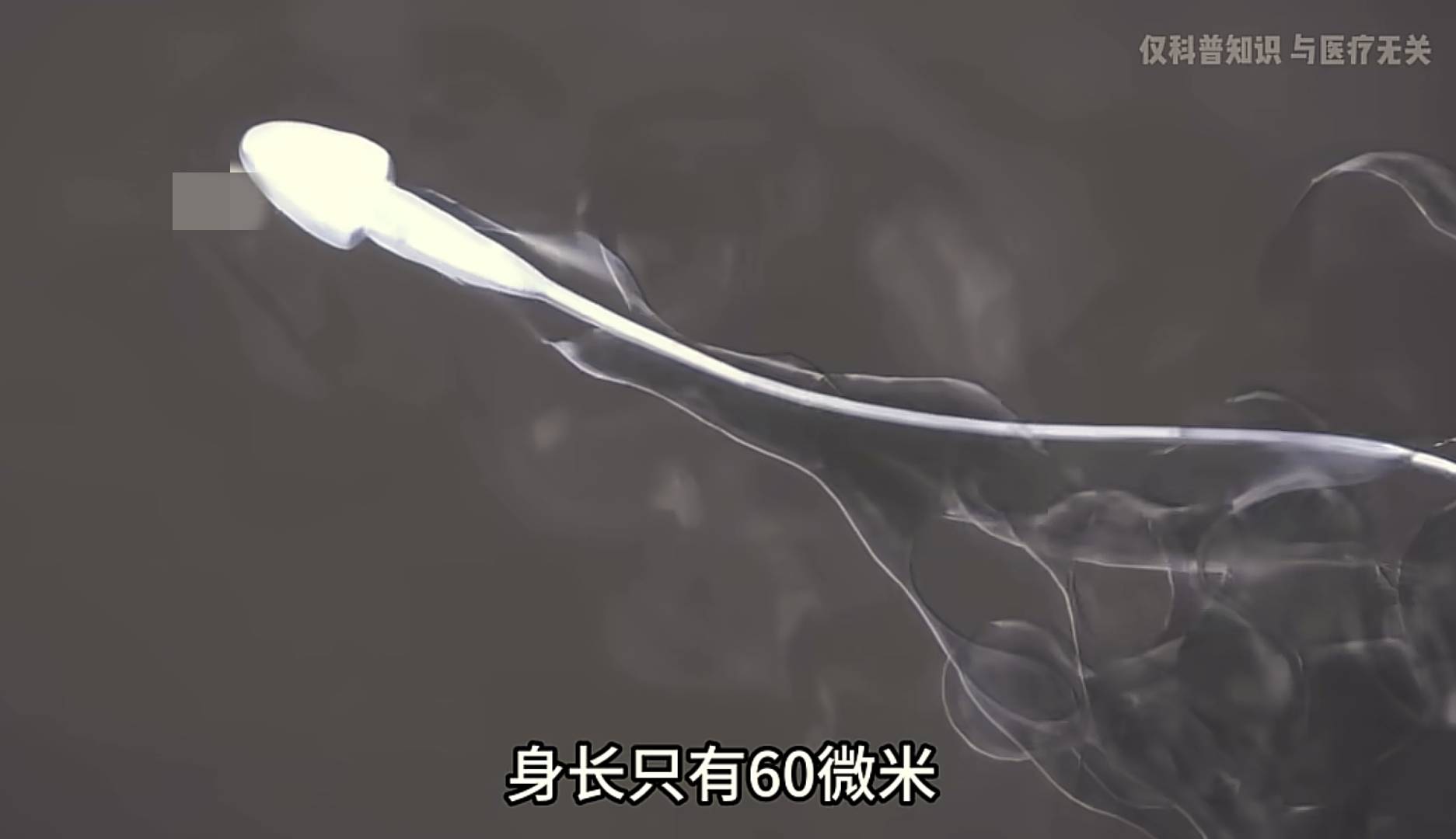 进入体内后,没能和卵子结合成功的上亿精子去哪了?