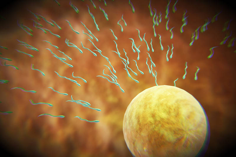 进入体内后,没能和卵子结合成功的上亿精子去哪了?