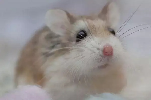 几月的鼠命运最好 几月的鼠命运最好